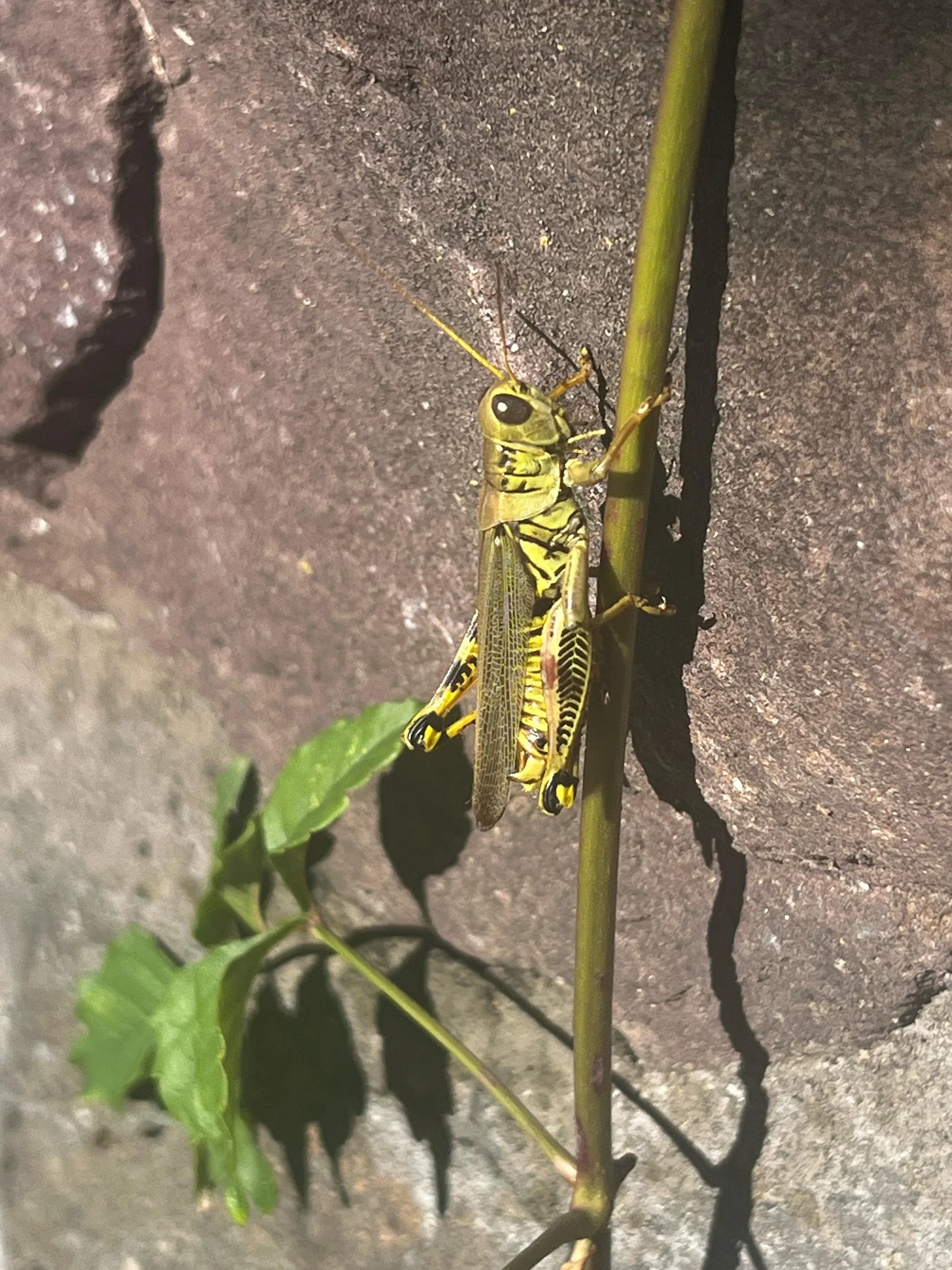 A yellow-and-black grasshopper gripping a green stem against a sunlit stone wall.